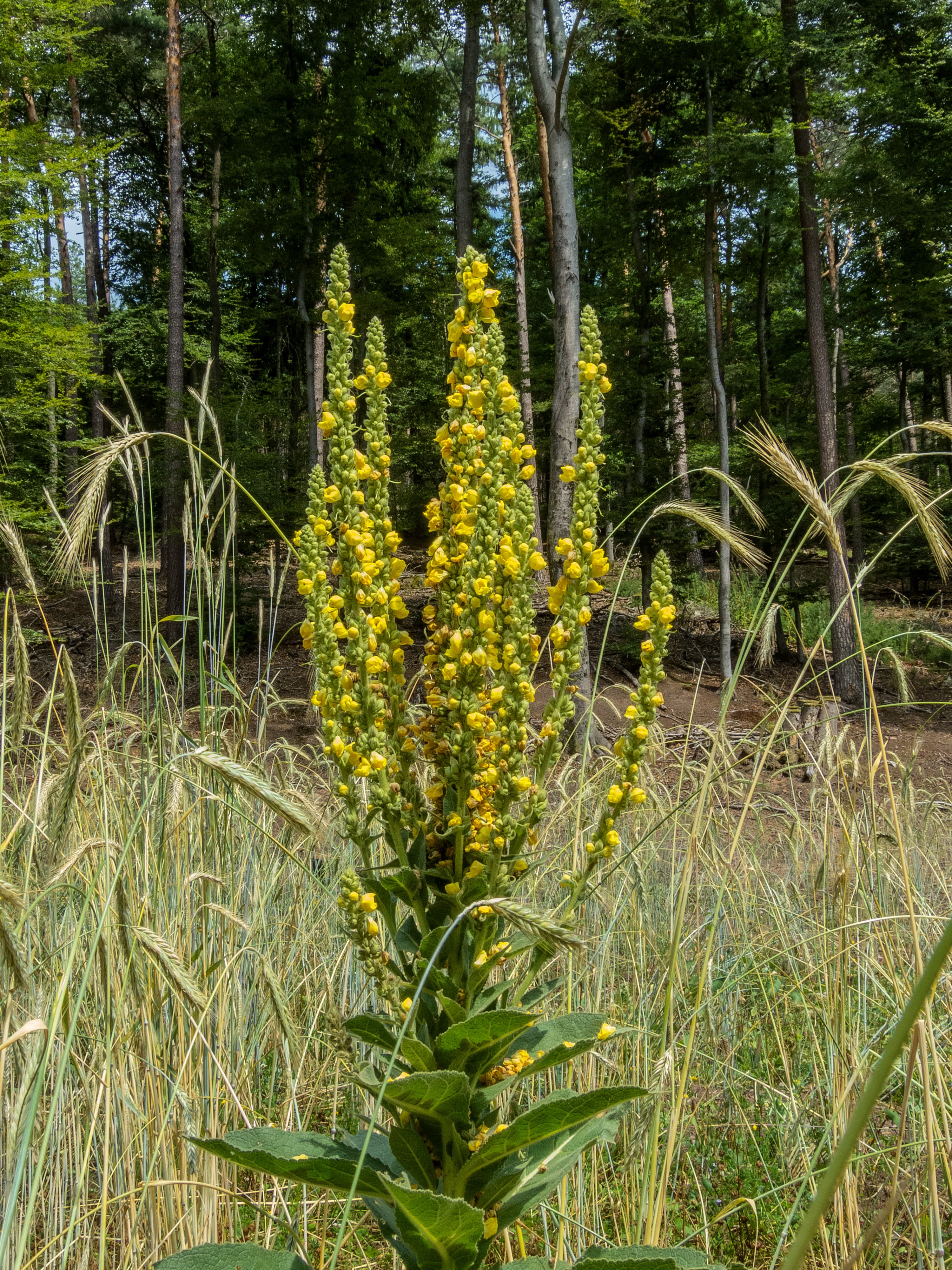 Mullein