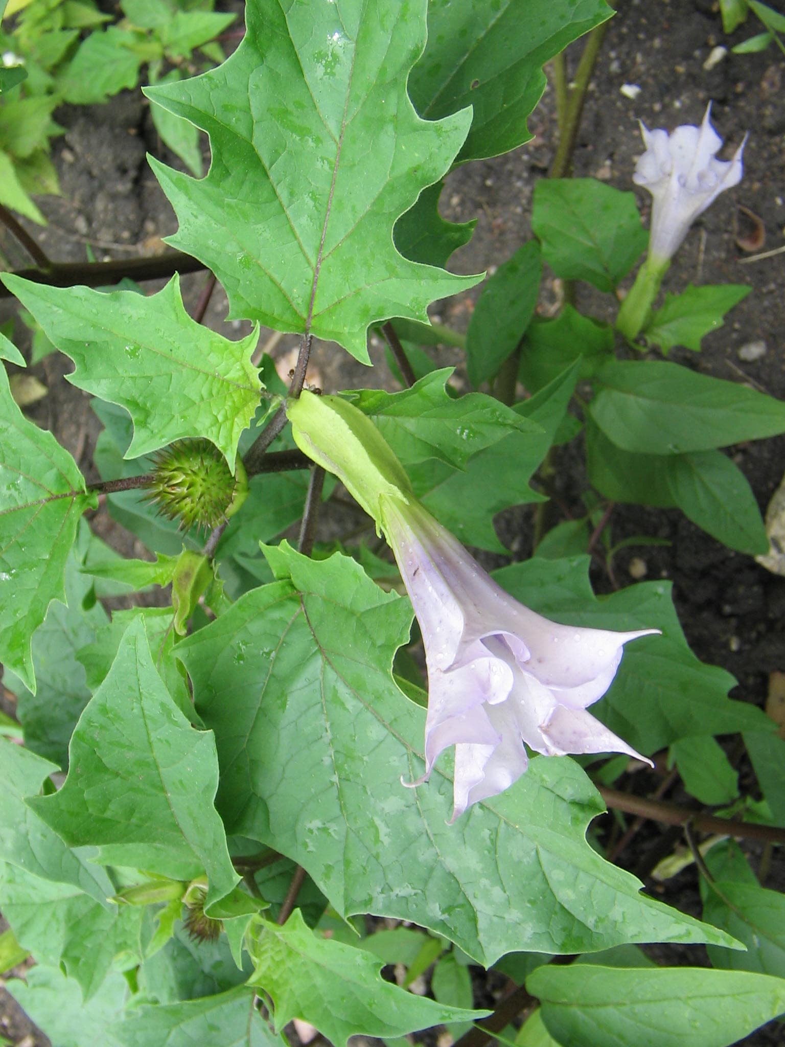 Jimsonweed