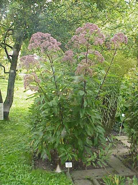 Joe Pye Weed