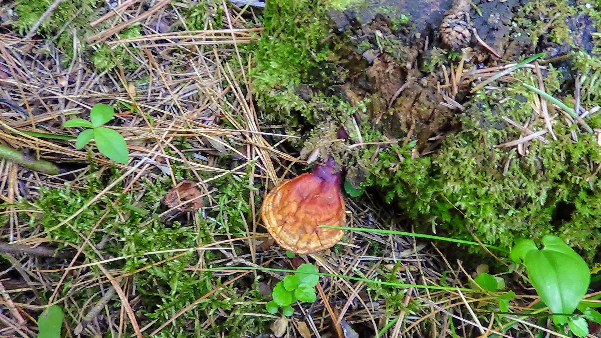 Reishi Mushroom