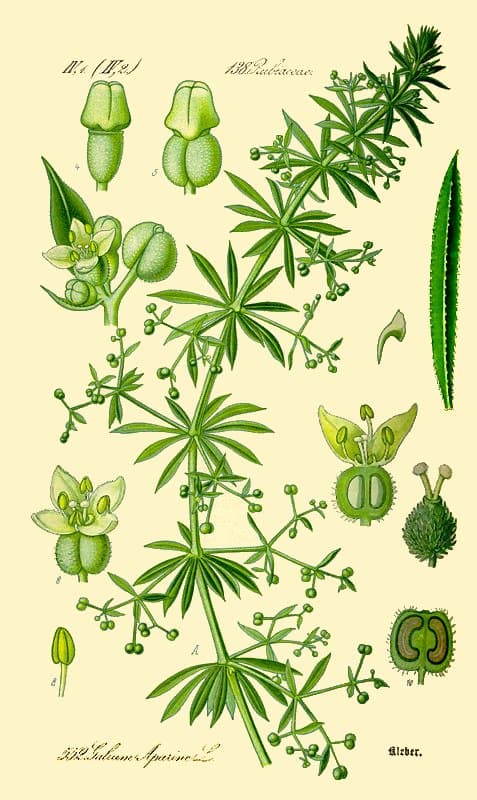 Bedstraw (Cleavers)