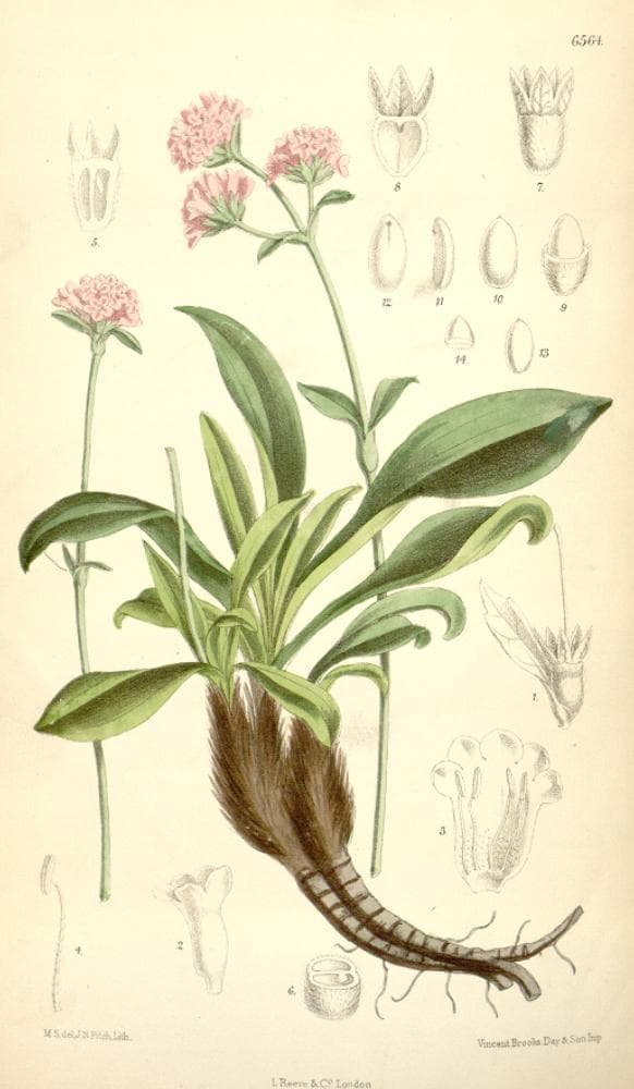 Spikenard