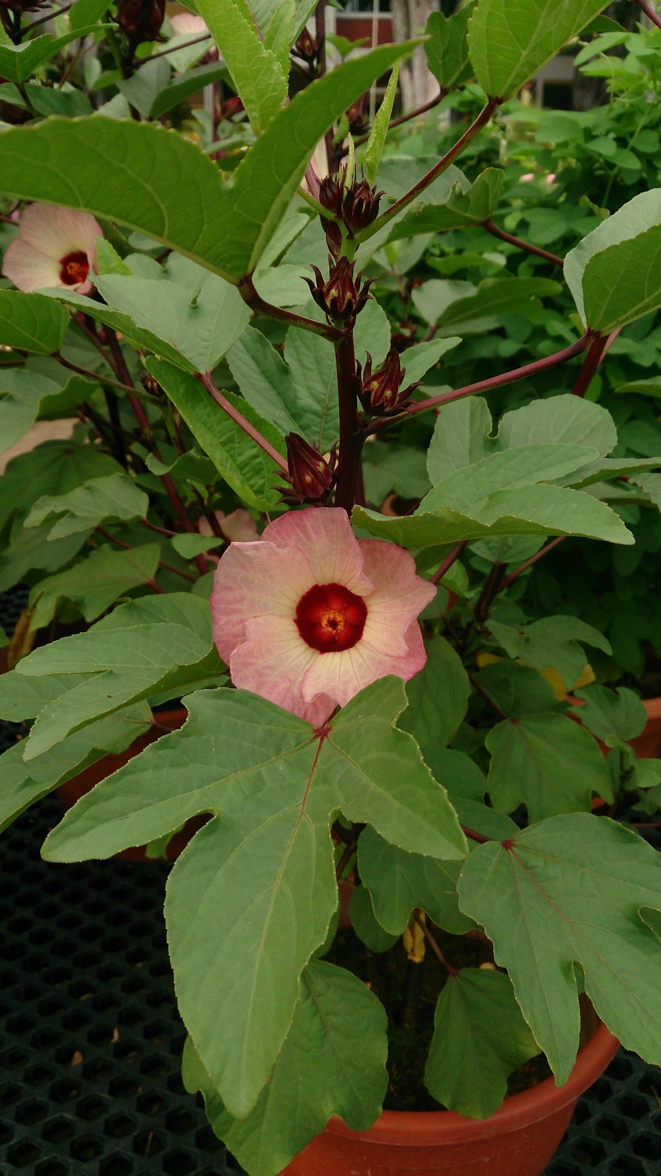 Hibiscus