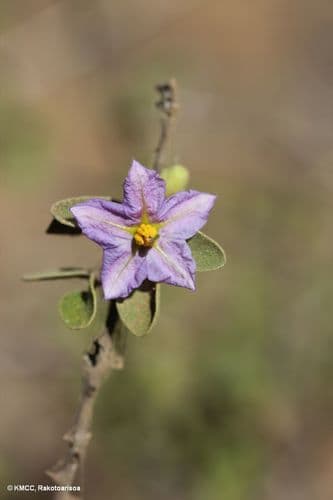 Solanum toliaraea