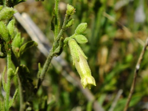 Nicotiana spegazzinii