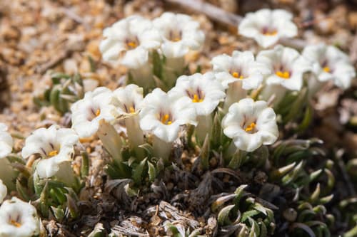 Benthamiella longifolia