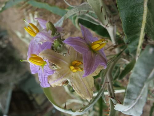 Solanum croatii