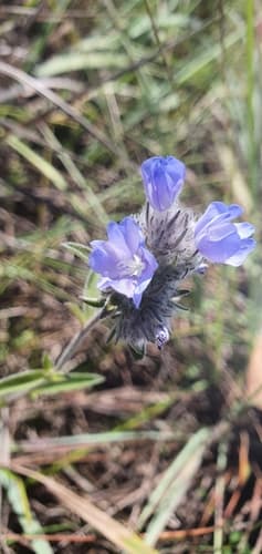 Evolvulus pterocaulon