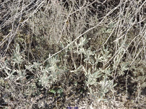 Spanish Sage