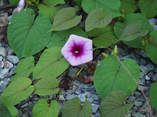 Ipomoea wangii