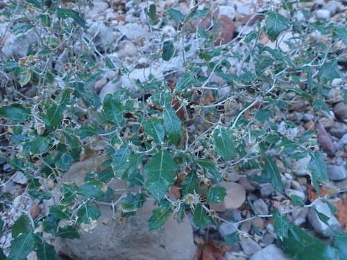 Hualapai Blazingstar