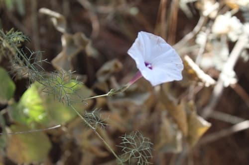 Ipomoea perpartita