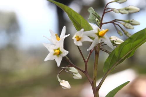 Solanum morelliforme
