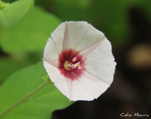 Jacquemontia gracillima