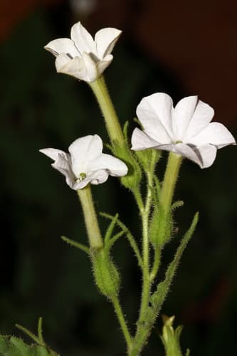 Nicotiana cavicola