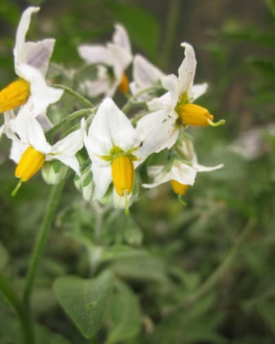 Solanum cochabambense