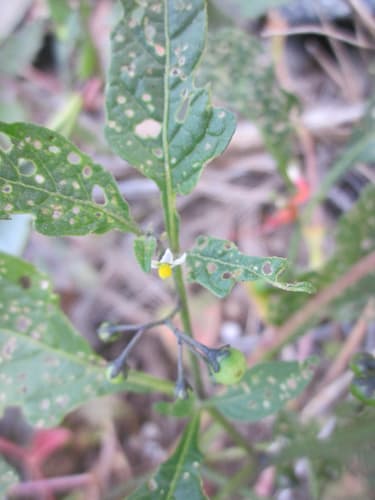 Solanum pseudoamericanum