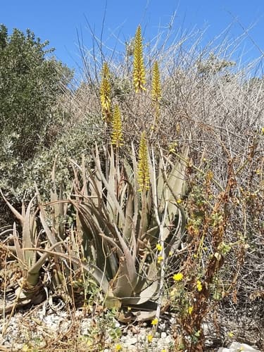 Aloe Vera