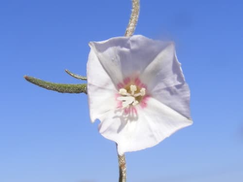 Boedecker's Bindweed