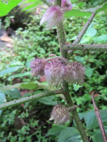 Solanum involucratum