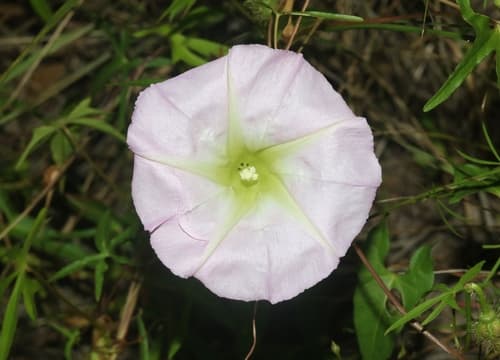 Thurber's Morning-Glory