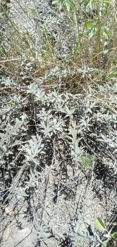 Silver Bush Morning Glory