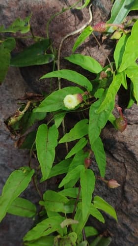 Merremia verruculosa