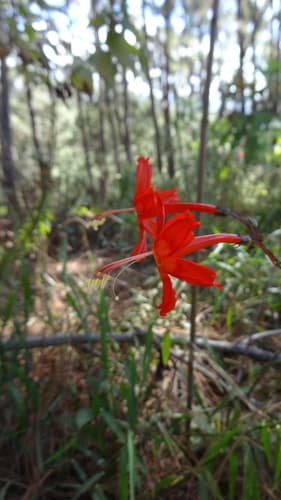 Ipomoea spectata