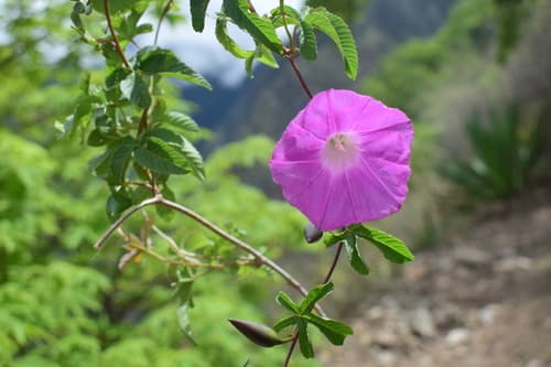 Distimake weberbaueri