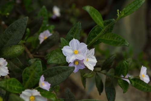 Solanum havanense