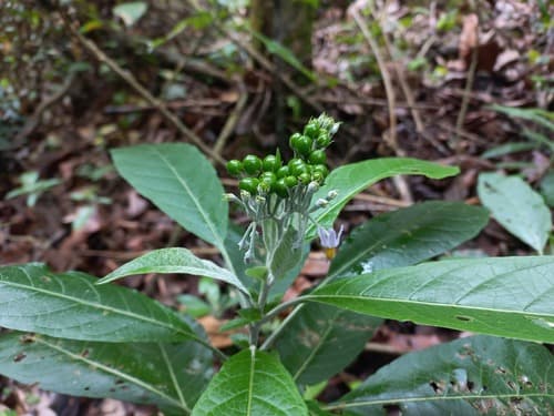 Solanum schumannianum