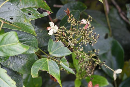 Hydrangea steyermarkii