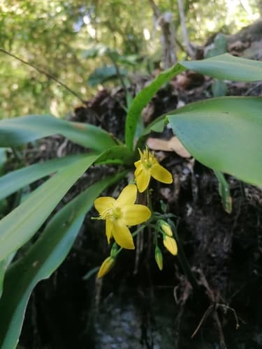 Schismocarpus pachypus