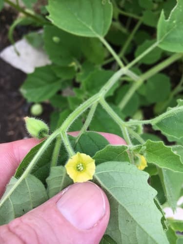 Missouri groundcherry