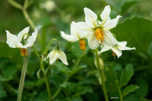 Solanum malmeanum