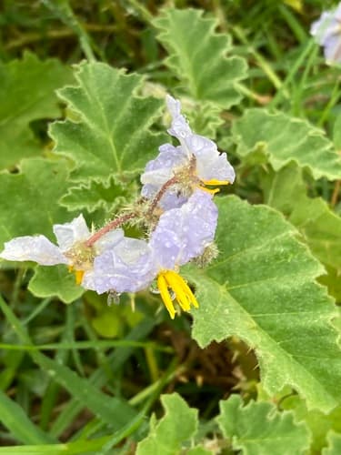 Solanum comptum