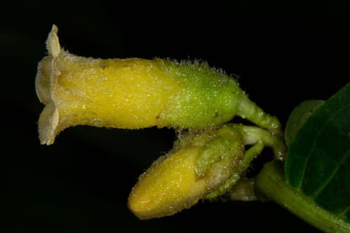 Cuatresia colombiana