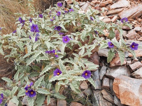 Solanum pallidifolium