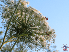 Queen Anne's Lace