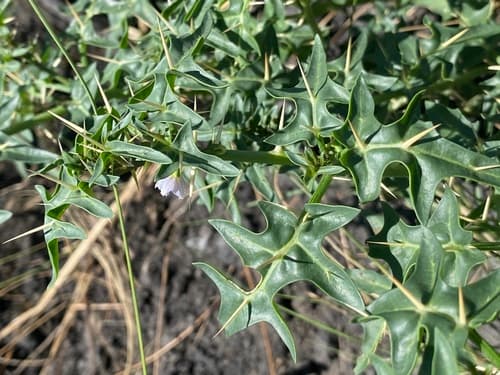Solanum pugiunculiferum