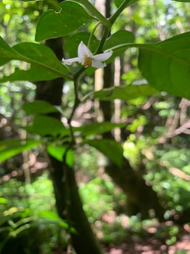 Lycianthes boninensis