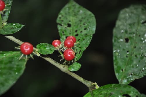 Lycianthes amatitlanensis