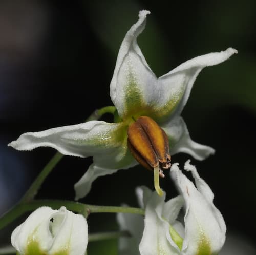 Solanum ehrenbergii