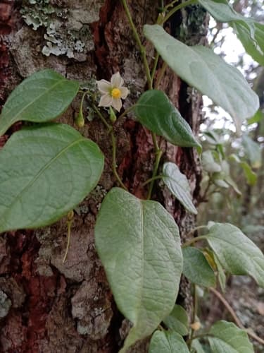 Solanum ionidium