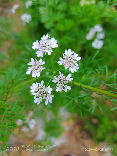 Cilantro / Coriander