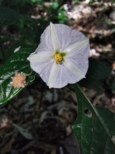 Lycianthes jaliscensis