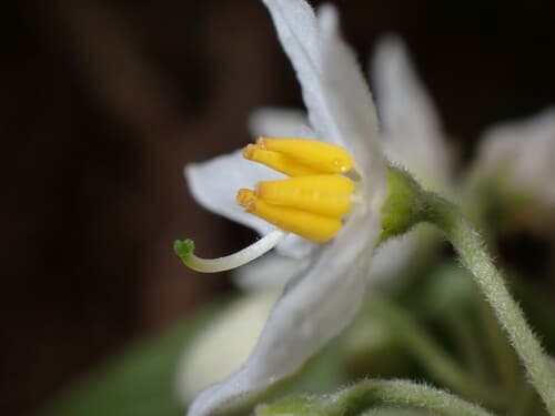 Solanum vanuatuense