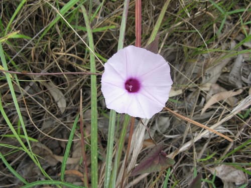 Ipomoea gracilis