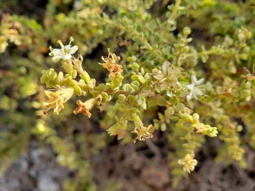 Lycium rachidocladum