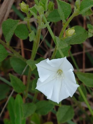 Jacquemontia heterotricha